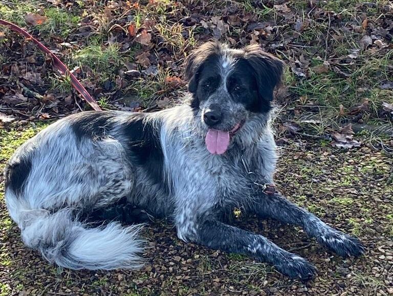 Der Erwachsene Hund (Bella)