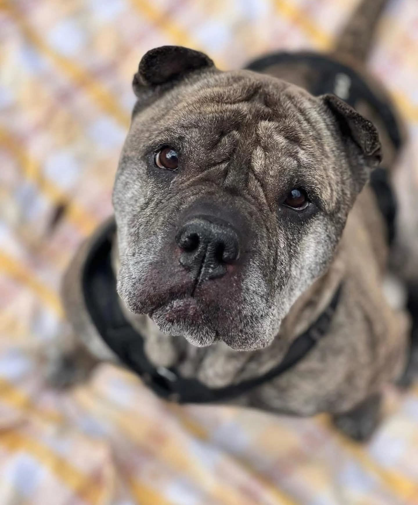 2025-08-Nikita